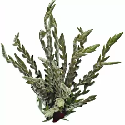 mečík FAT BOY 120cm/60cm