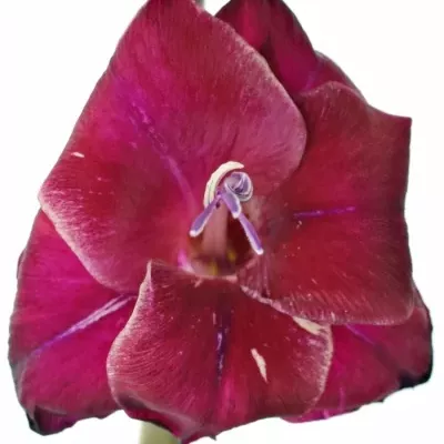 mečík FAT BOY 120cm/60cm