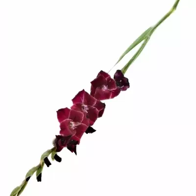 mečík FAT BOY 120cm/60cm