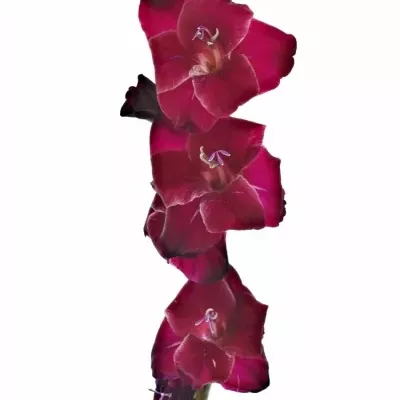 mečík FAT BOY 105cm/45cm