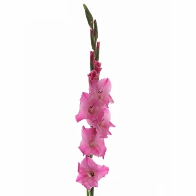 Mečík GR BARTOK 115cm/45cm