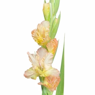 Mečík GR CERA STELVIO 110cm/50cm