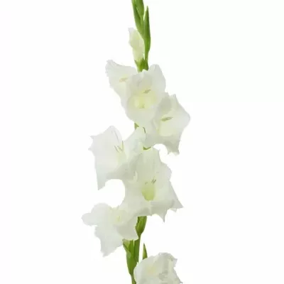 Mečík GR PIET MOHLEN 110cm/50cm