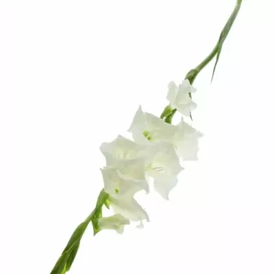 Mečík GR PIET MOHLEN 110cm