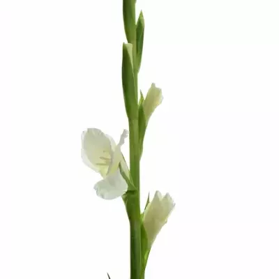 Mečík GR PIET MOHLEN 110cm