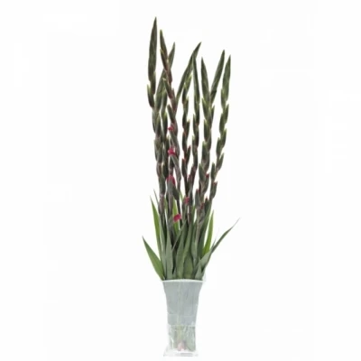 Mečík GR PINK PARROT