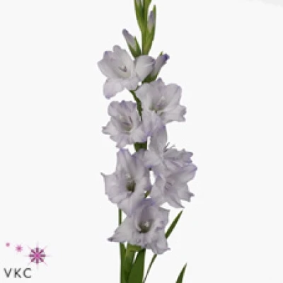 Mečík Gr SWEET BLUE 110 cm / 45 cm