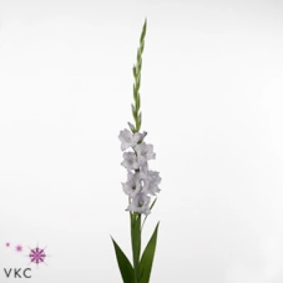 Mečík Gr SWEET BLUE