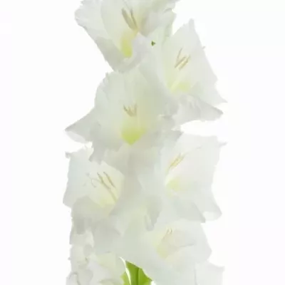 Mečík SNOWDON 120cm/50cm