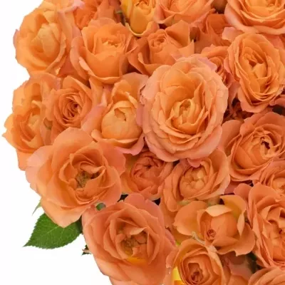 Oranžová růže trsová 4 GOOD PEACH+ 40cm/4+