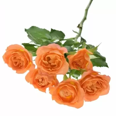Meruňková růže 4 GOOD PEACH+ 50cm /4+