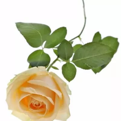 Marhuľová ruže AVALANCHE PEACH + 70cm