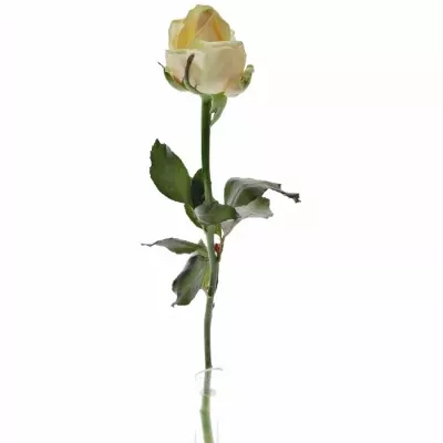 Meruňková růže AVALANCHE PEACH+ 70cm