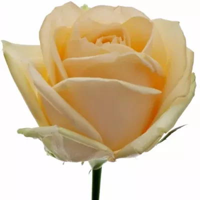 Meruňková růže trsová AVALANCHE PEACH+ 70cm/3+