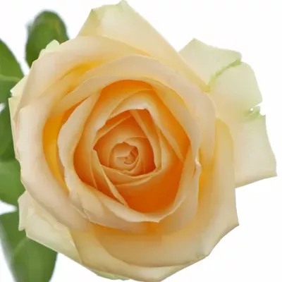 Meruňková růže AVALANCHE PEACH+ 70cm
