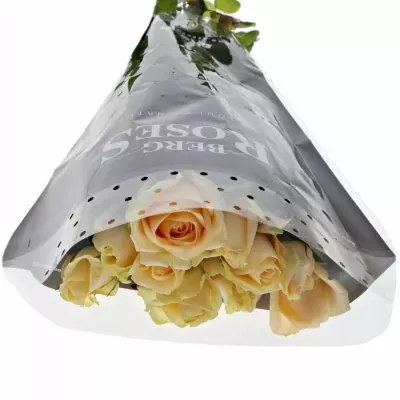 Meruňková růže AVALANCHE PEACH+ 70cm