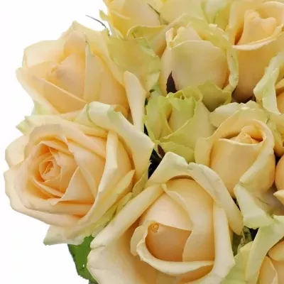 Marhuľová ruže AVALANCHE PEACH + 70cm