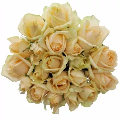 Meruňková růže AVALANCHE PEACH+ 70cm