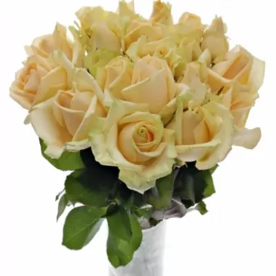 Meruňková růže AVALANCHE PEACH+ 70cm