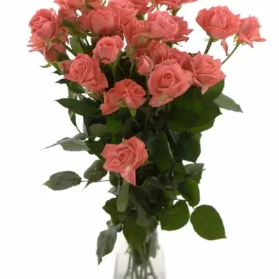 Meruňková růže BARBADOS