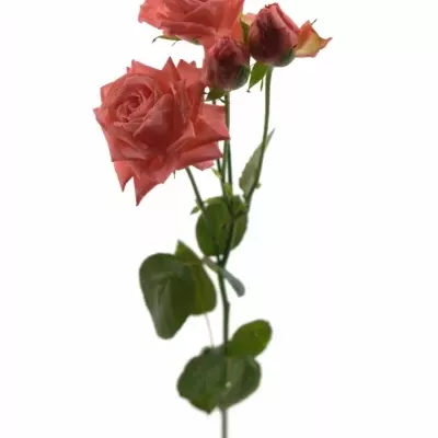 Meruňková růže BARBADOS