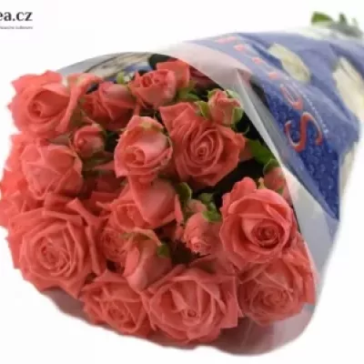 Meruňková růže BARBADOS