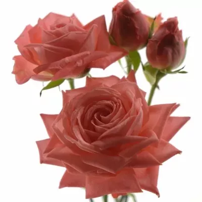 Meruňková růže BARBADOS