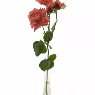 Meruňková růže BARBADOS