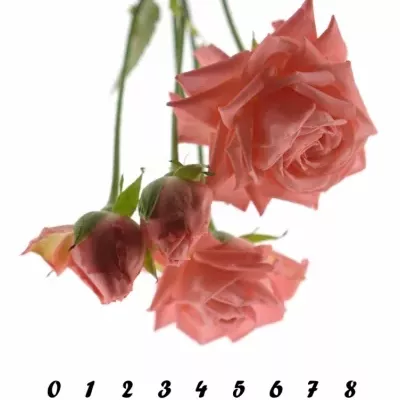 Meruňková růže BARBADOS