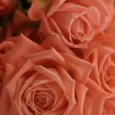 Meruňková růže BARBADOS