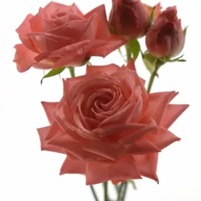 Meruňková růže BARBADOS