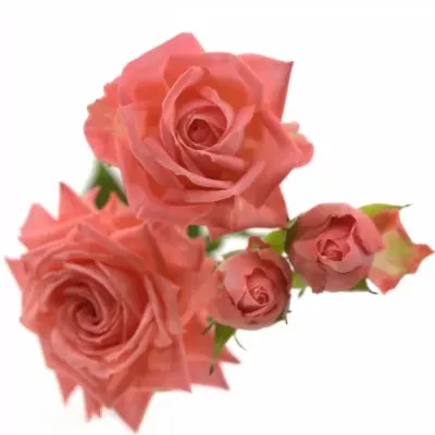 Meruňková růže BARBADOS