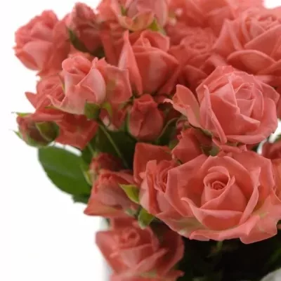 Růžová růže trsová BARBADOS 50cm/3+