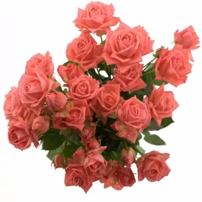 Meruňková růže BARBADOS