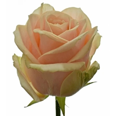 Meruňková růže CHARMANT 35 cm (XL)