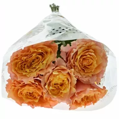 Meruňková růže CHARMING LADY 40cm (XL)