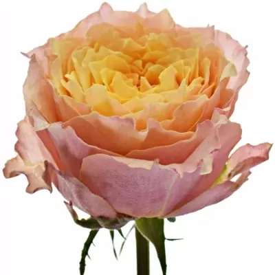 Meruňková růže CHARMING LADY 40cm (XL)