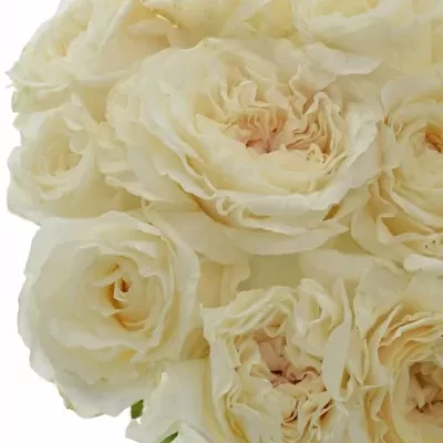 Meruňková růže CREAM FRAGRANCE  50cm (XXL)