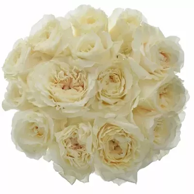 Meruňková růže CREAM FRAGRANCE  50cm (XXL)