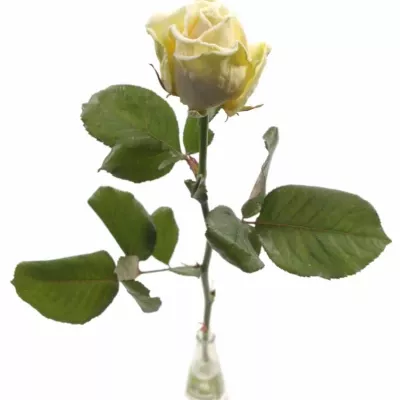 Meruňková růže FROSTWAX PEACH