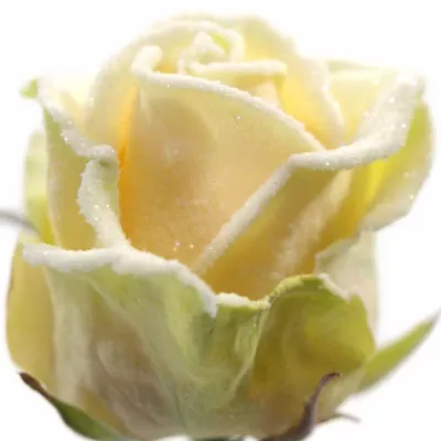Meruňková růže FROSTWAX PEACH