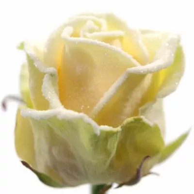 Meruňková růže FROSTWAX PEACH 60cm (L)