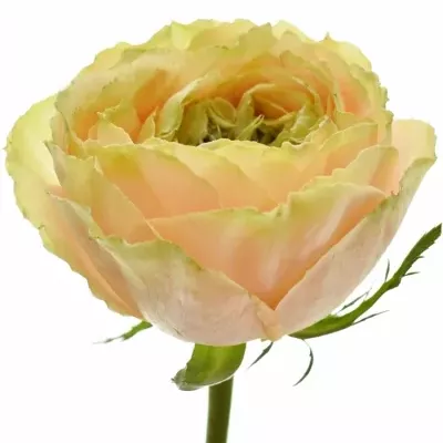Meruňková růže GOLDEN LADY 50cm (XL)