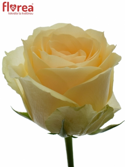 Meruňková růže MAGIC AVALANCHE+ 70cm (M)
