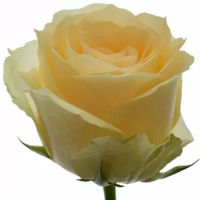 Marhuľová ruže MAGIC AVALANCHE + 50cm (M)