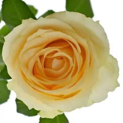 Meruňková růže MAGIC AVALANCHE