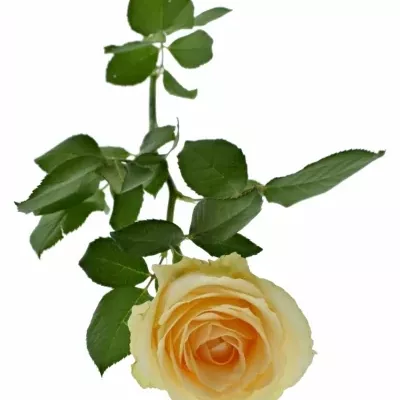 Meruňková růže MAGIC AVALANCHE