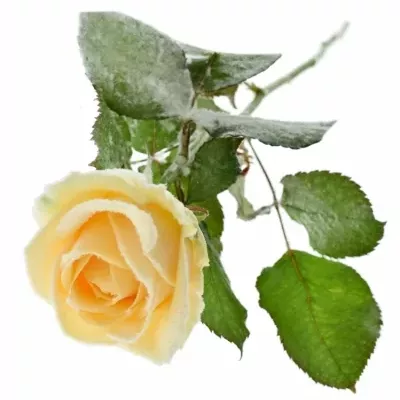 Meruňková růže PEACH SNOWY 60cm (L)