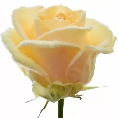 Meruňková růže PEACH SNOWY 60cm (L)