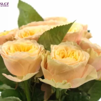 Meruňková růže PEACH VUVUZELA